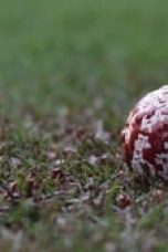 Movie poster: Wild District Season 2 Episode 4